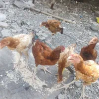 مرغ چابهاری