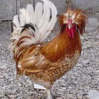 خروس سلطان اصل
