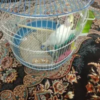 جوجه عروس هلندی
