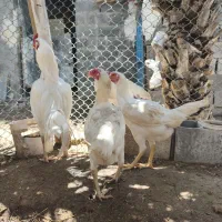 مرغ‌خروس‌لاری سفید