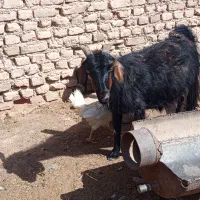 بز میانه هست نه جوان نه پیر شهرستان قائنات زیرکوه