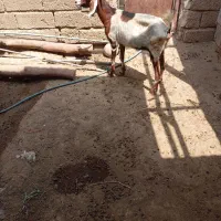 بز خشک