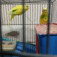 مرغ عشق جفت کار داده