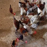 مرغ محلی اصل