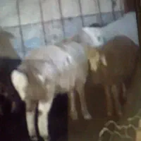 بره