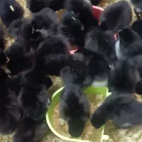 جوجه بلک استار تخم گذاری بالا