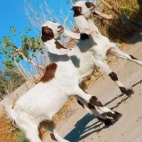 دوتا کعره مری جملی یک نر ویک ماده