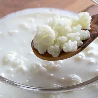فروش قارچ کفیر پربیوتیک