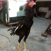 مرغ و خروس لاری تاج میل