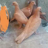 کبوتر کفتر