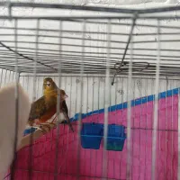 قناری نر ماده  تعداد جوجه هم دارم