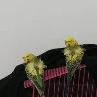مرغ عشق پروانه ای فول