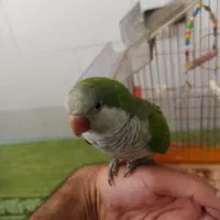 راهب