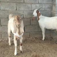 چپش‌وبز