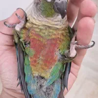 گیرنچیک سخنگو