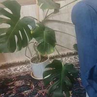گل  زیبا
