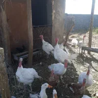 بوقلمون