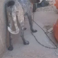 سگ نژاد دار نگهبان