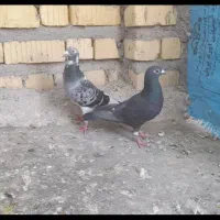 کفتر