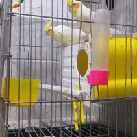 یک جفت عروس هلندی همراه قفس وخانه همه وسایل دیگر
