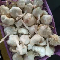 سیر ارگانیک