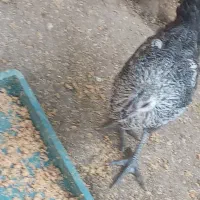 جوجه مرغ معمولی