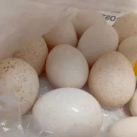 تخم بوقلمون نطفه دار برنز مشکی