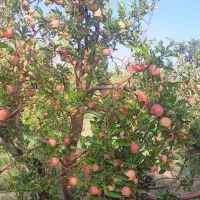 باغ جاده گپرگه وبر گلدشت شمالی و جاده دانشگاه