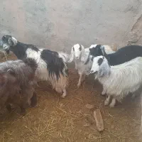 بزجوان زاییده وابستن