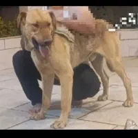 سگ دوبرمن نر ( اسمش تایسون هست)