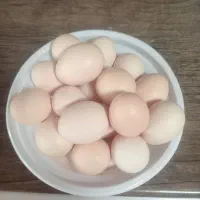 تخم مرغ محلی