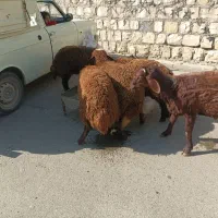 بره شیری درجه