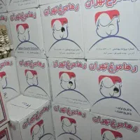 پخش تخم مرغ رها شقایق زرده طلایی