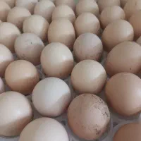 تخم مرغ محلی نطفه دار