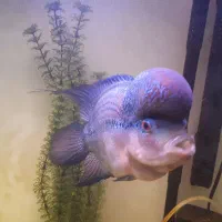 فلاور هورن سایز بزرگ