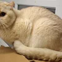 گربه نر سوپر گلد خرسی