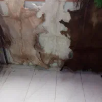 پوست بز و گوسفند