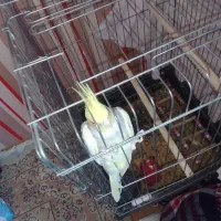 پرنده