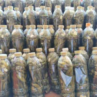 خیارشور محلی سنندج