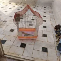 قفس پرنده