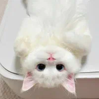 پت شاپ
