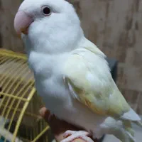 طوطی برزیلی ماده دستی با قفس و وسایل