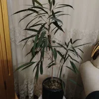 گیاه بنجامین آمستل