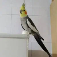 عروس هلندی سخنگو درشت