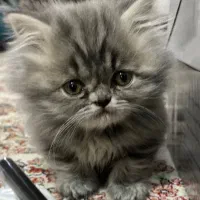 گربه پرشین(توضیحات بخونید لطفا)
