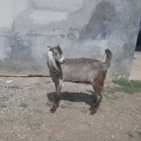 بزغاله ماده