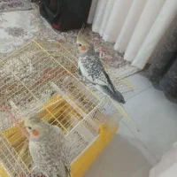 عروس هلندی