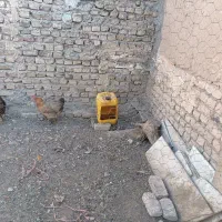 دوتا مرغ تخمی جوان بشرط تخم