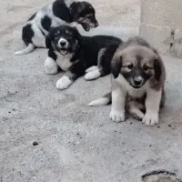 توله سگ گله