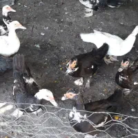 اردک اسرائیلی ماده تخم گذار